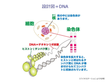 DNA（デオキシリボ核酸）は生命の設計図