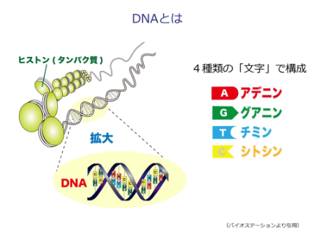 DNAを詳しく見ると、A（アデニン）、G（グアニン）、T（チミン）、C（シトシン）という文字（塩基）で構成されています。