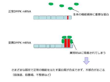 緑で示す生体の機能維持に重要なタンパク質（MBNL1）が、赤で示す異常な部位に吸着されてしまい、正常な働きができなくなってしまいます。このタンパク質が働けないと、さまざまな器官で正常なタンパク質が合成できなくなるために、筋強直性ジストロフィーではさまざまな合併症（筋強直、筋萎縮、不整脈など）が起き得ます。