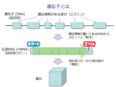 遺伝子とは