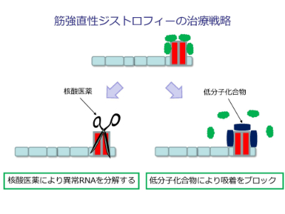 筋強直性ジストロフィーの治療戦略