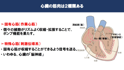 心臓の筋肉は2種類ある